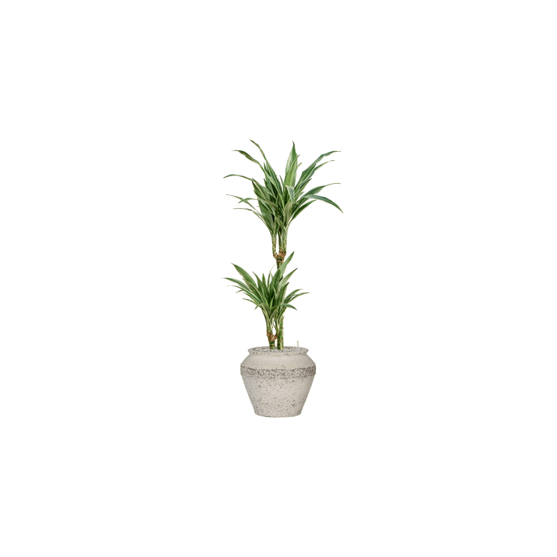 Dracaena Warneckei 2-stam
