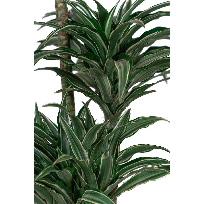 Dracaena Warneckei in Artstone Claire bruin