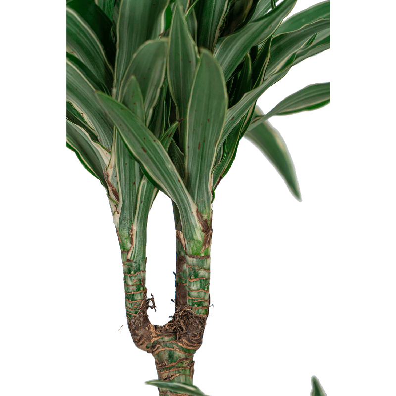 Dracaena Warneckei in Artstone Claire bruin