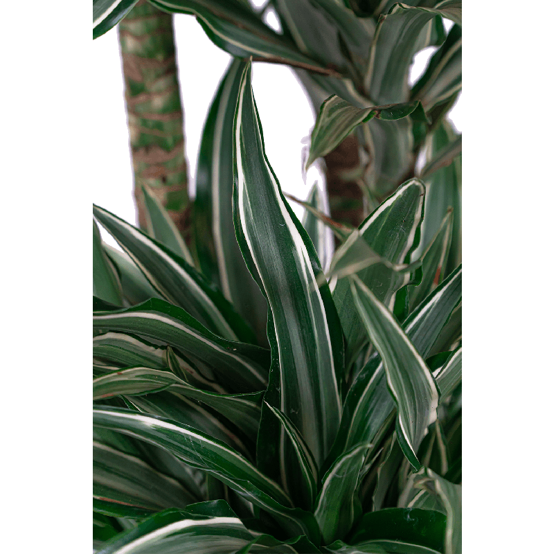Dracaena Warneckei in Artstone Claire bruin
