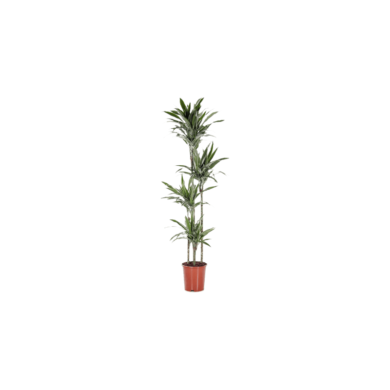 Dracaena Warneckei 4-stam