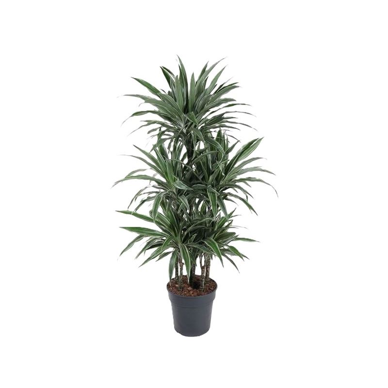 Dracaena Warneckei carrousel