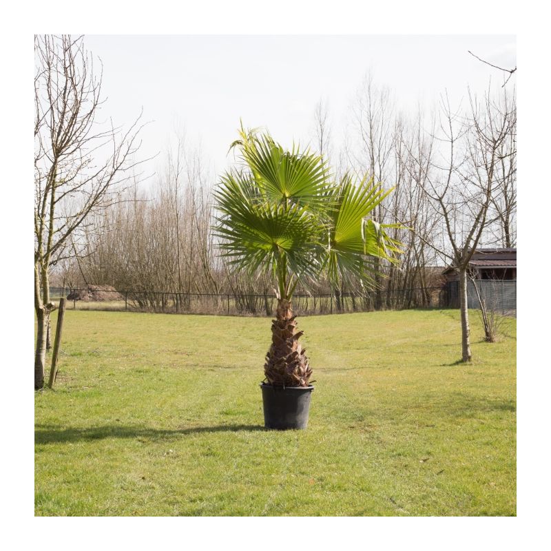 Washingtonia robusta 