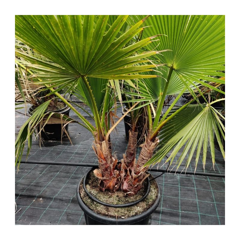Washingtonia robusta - meerstammig