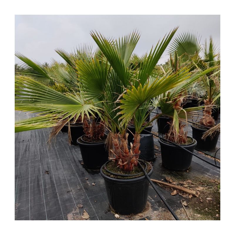 Washingtonia robusta - meerstammig