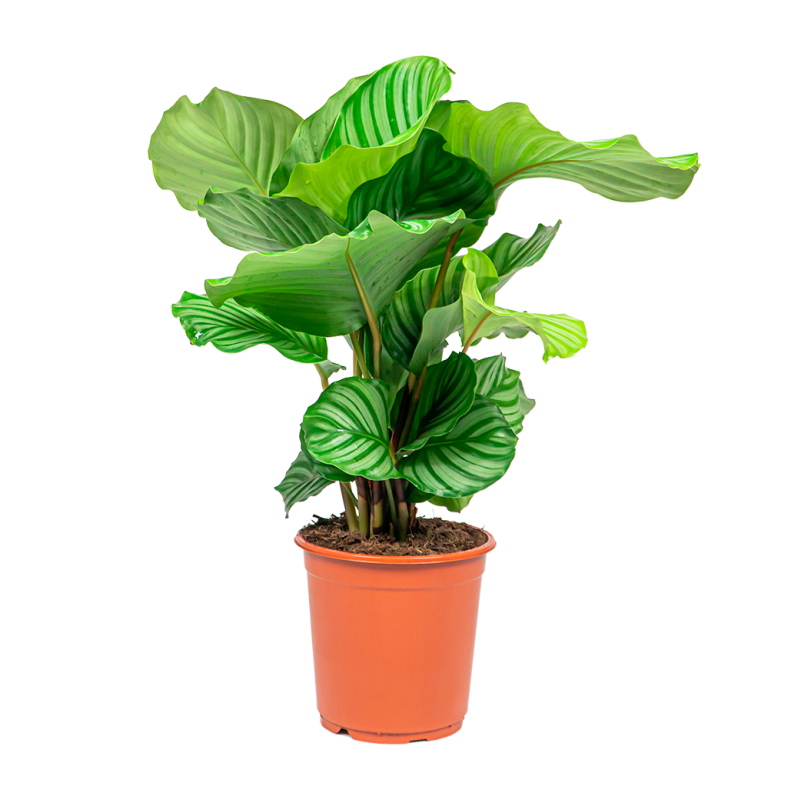 Calathea orbifolia