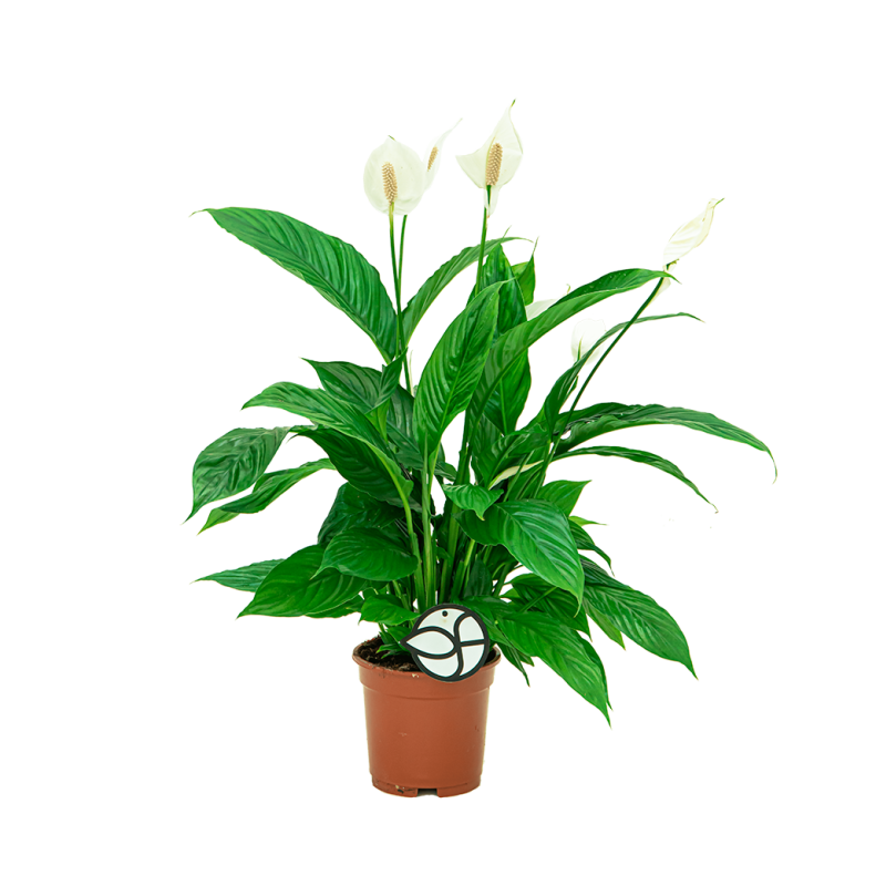 Spathiphyllum 