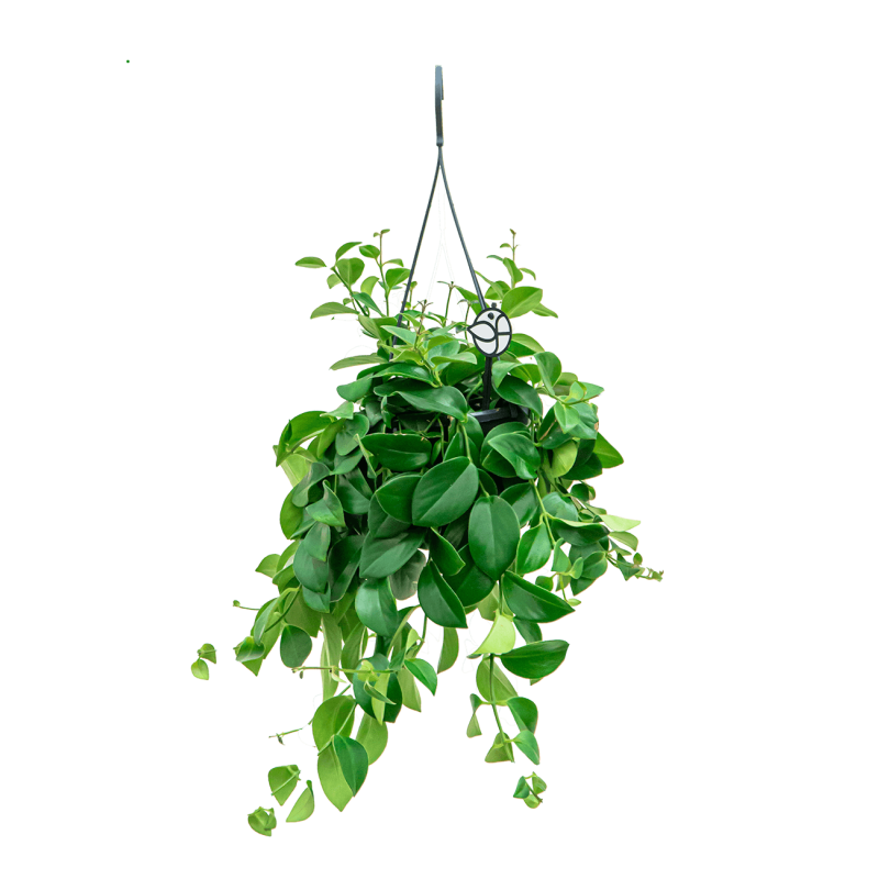 Aeschynanthus Mona Lisa