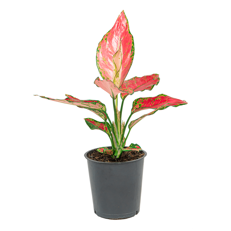 Aglaonema Cherry Baby