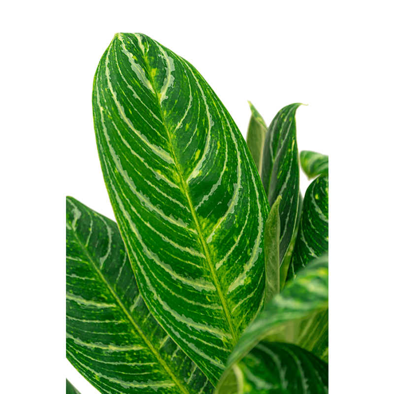burle marx philodendron indoor Philodendron Burle Marx Variegata – Foliage Factory main image 0