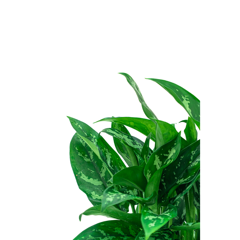 Aglaonema Maria in watergevende Classico zilver