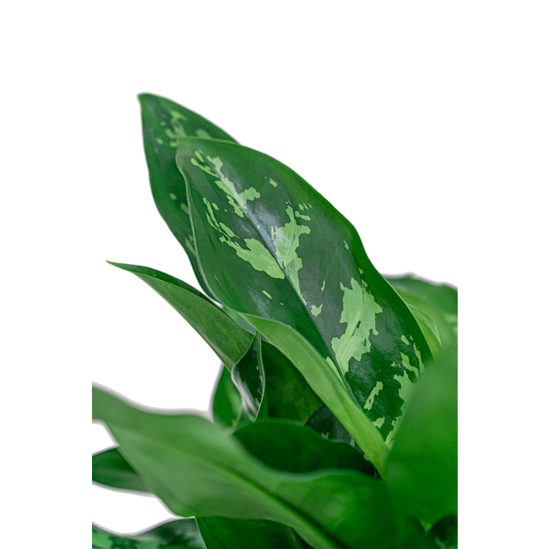 Aglaonema Maria in watergevende Classico zilver