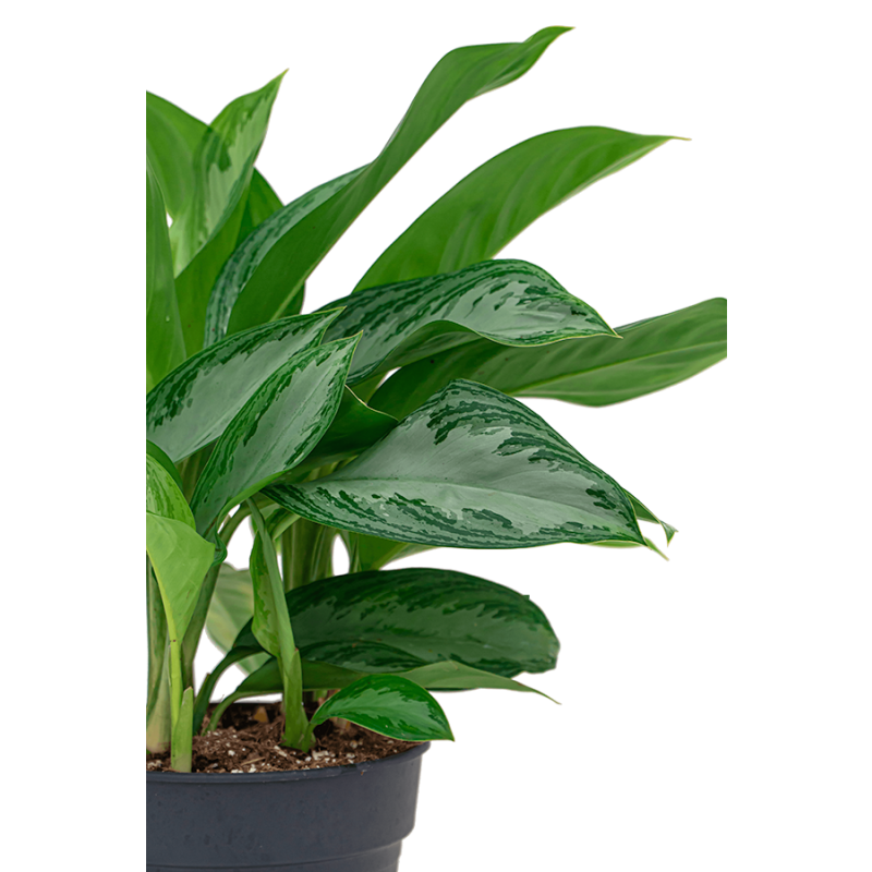 Aglaonema Silver Bay in Runner rond wit