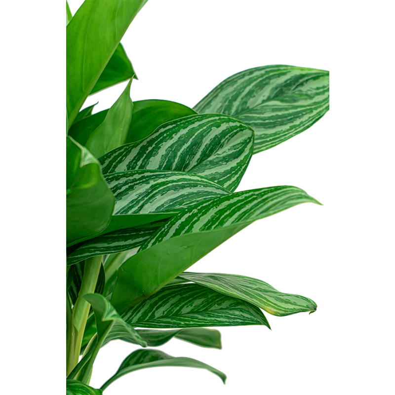 Aglaonema Stripes in June Round High Smaragdgroen