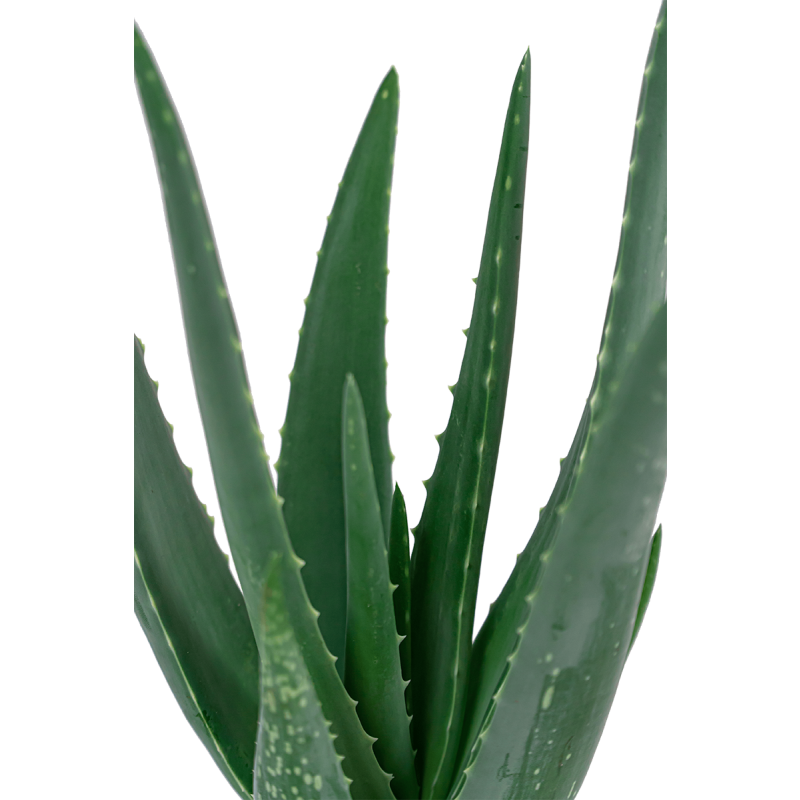 Aloë vera