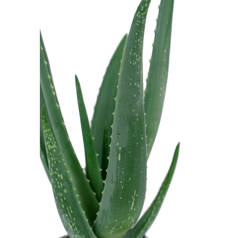 Aloë vera
