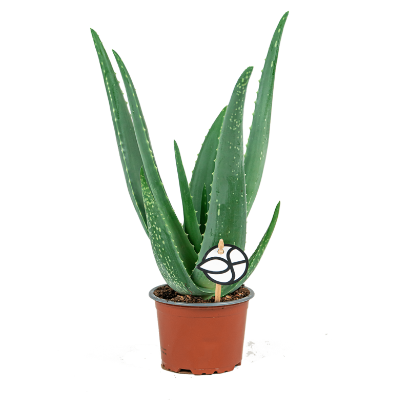 Aloë vera