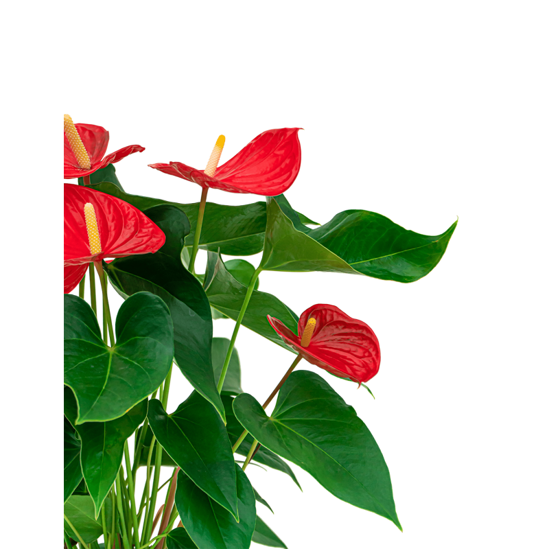 Anthurium rood in watergevende Classico bruin