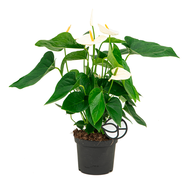 bogenhanf giftig hunde Bogenhanf kaufen - Sansevieria Black Coral | Zimmerpflanze Ø:12 H:35 cm