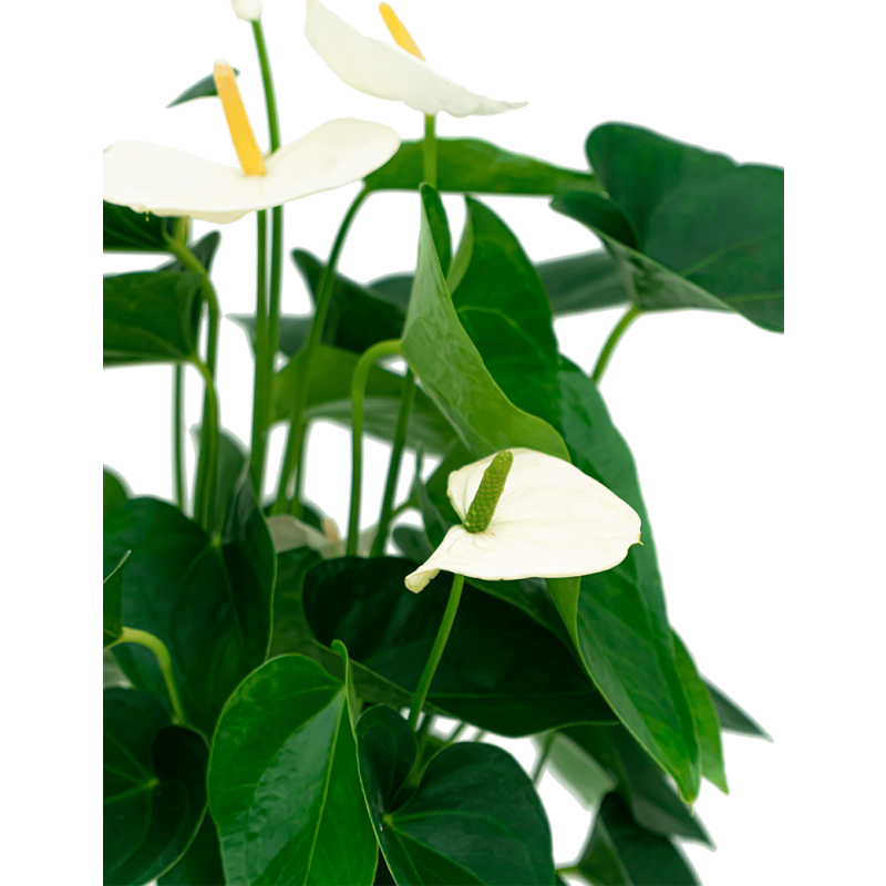 Anthurium wit in watergevende Rondo bruin