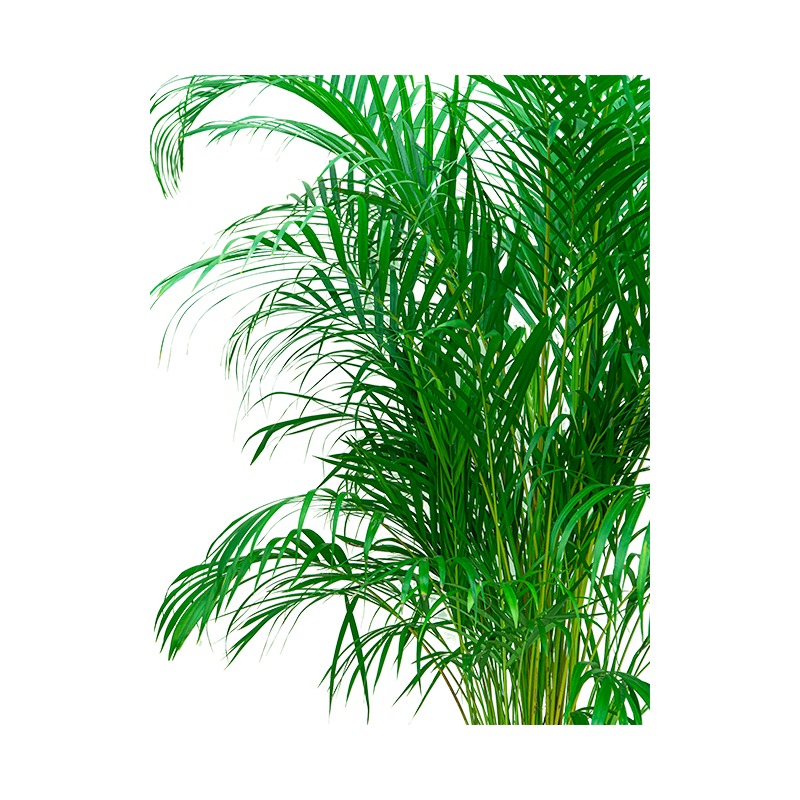 Areca Lutescens in watergevende Cararo zilver