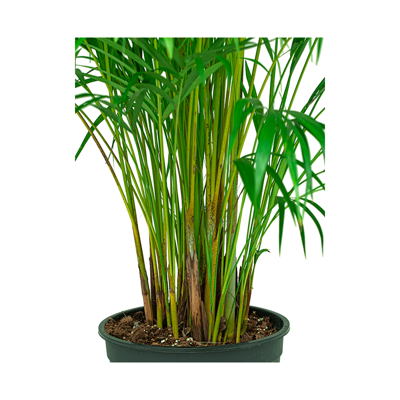 Areca Lutescens in watergevende Cararo zilver