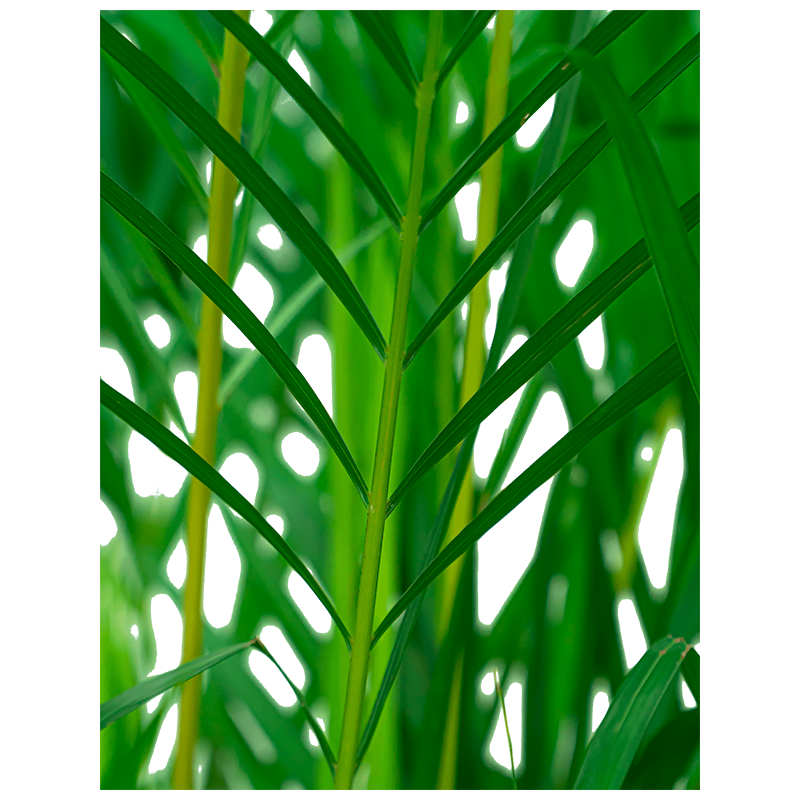 Areca Lutescens in Elho Greenville groen