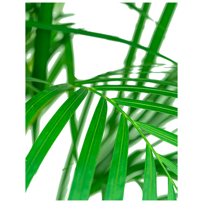 Areca Lutescens in Vibes groen