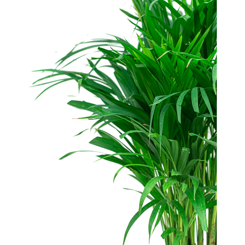 Areca lutescens