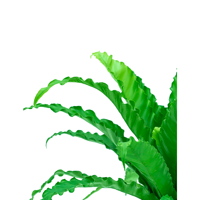 Asplenium osaka