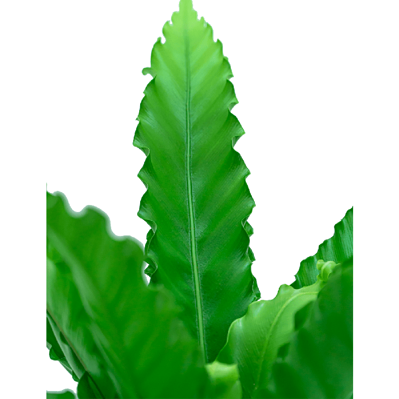 Asplenium osaka