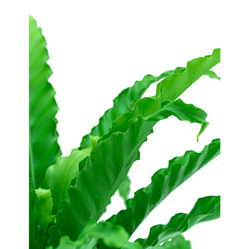 Asplenium osaka