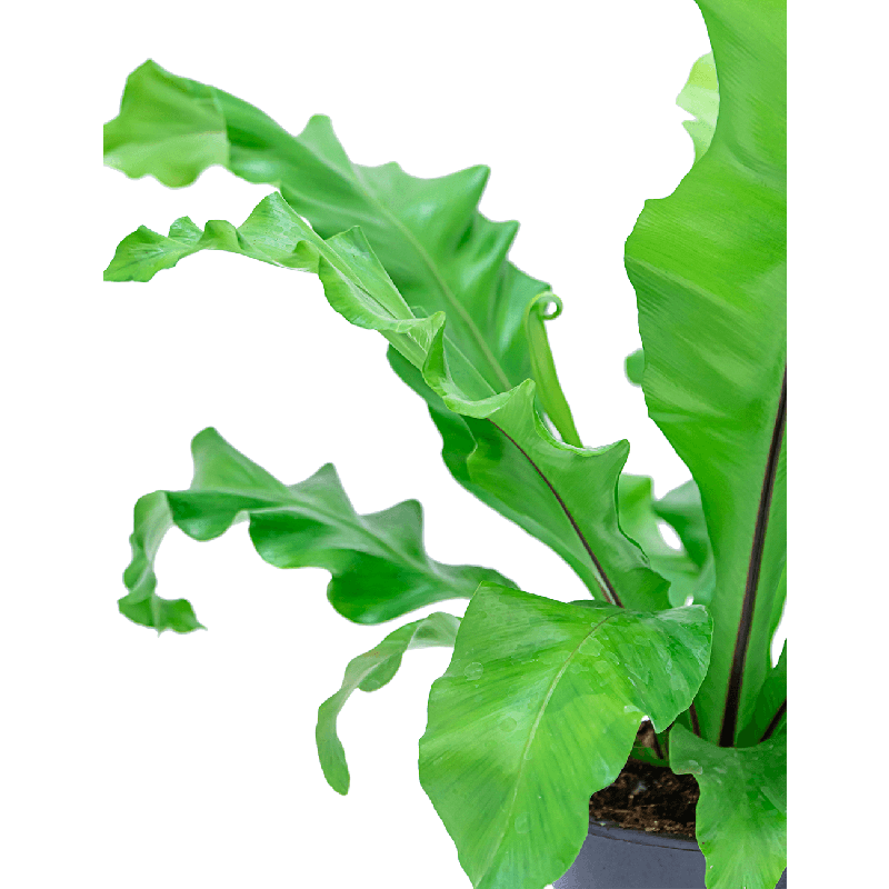 Asplenium nidus