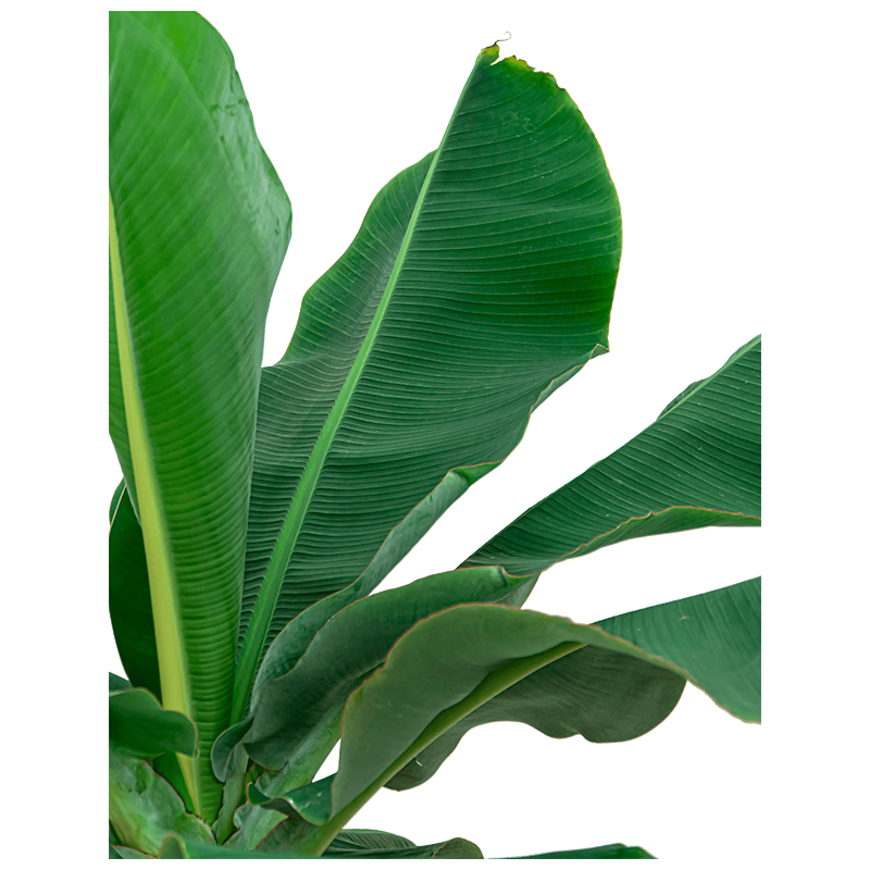 Musa Dwarf Cavendish XL in Greenville wit
