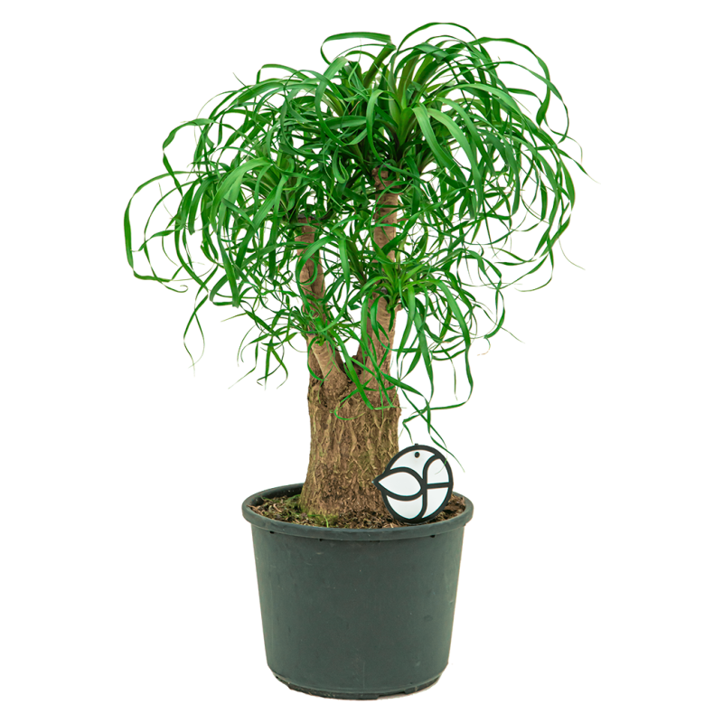 Beaucarnea recurvata vertakt 