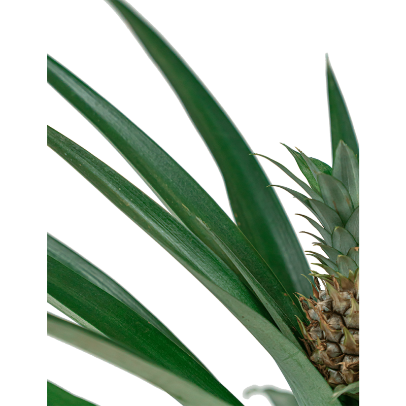 Bromelia corona