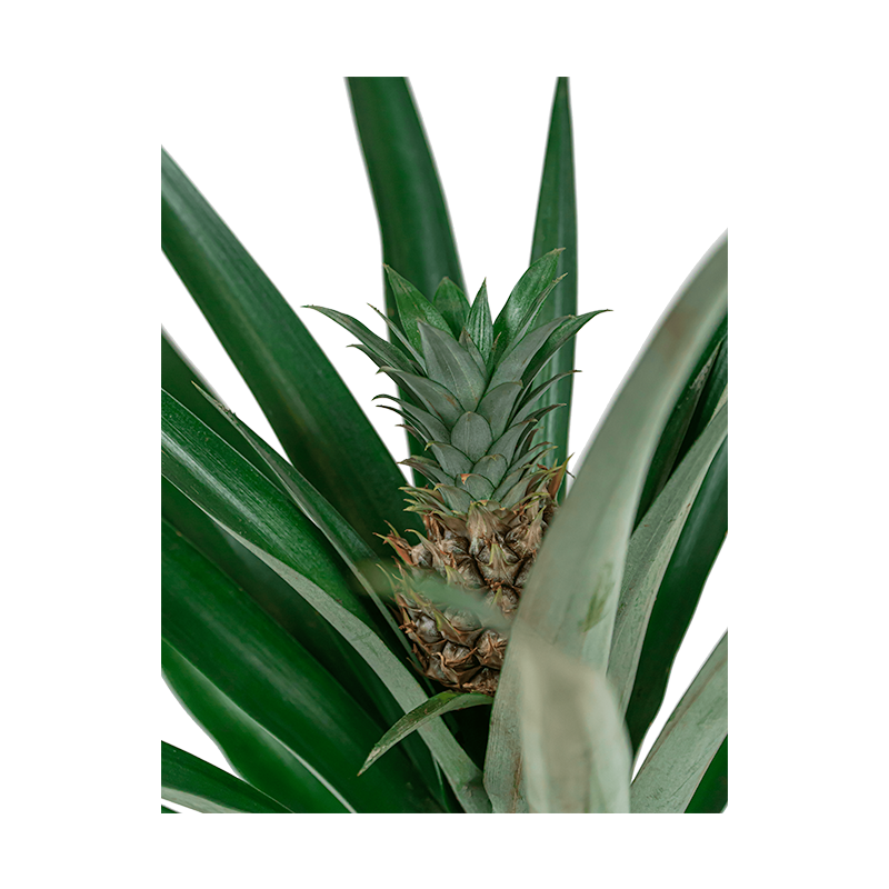 Bromelia corona