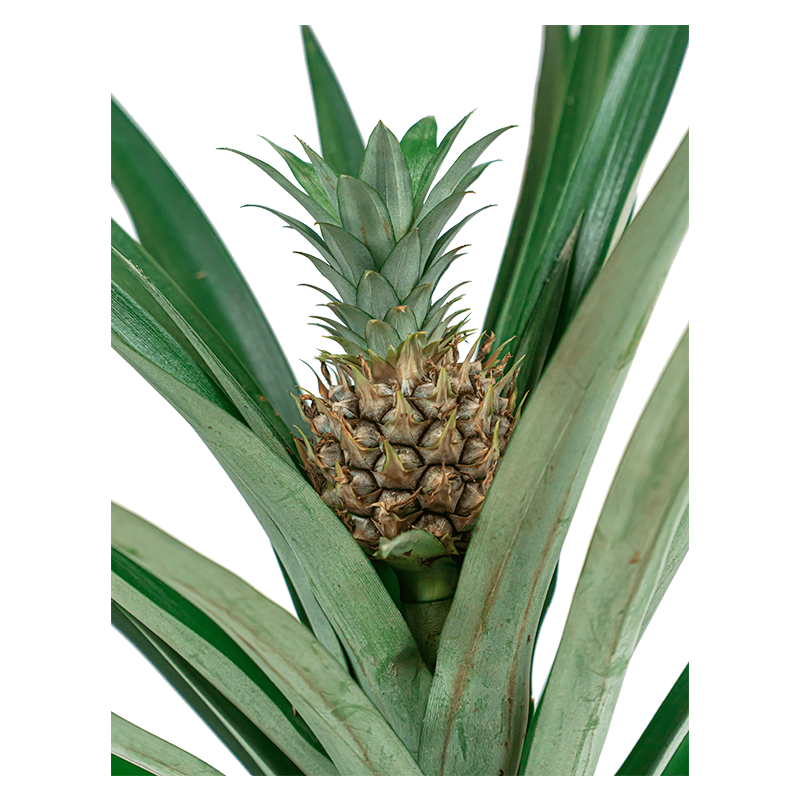 Bromelia corona
