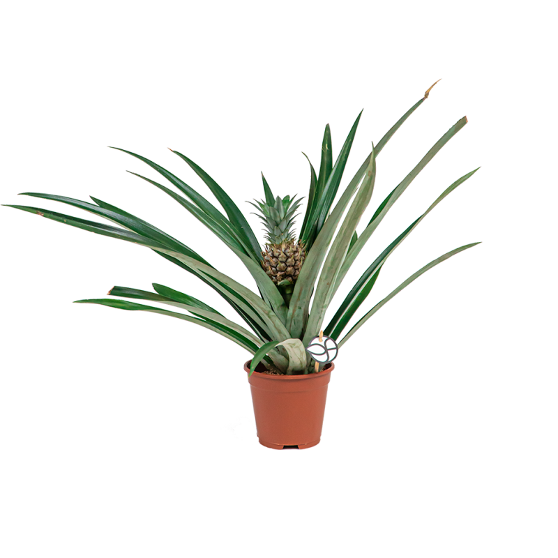 Bromelia corona