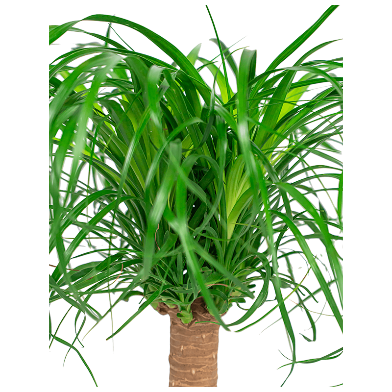 Beaucarnea recurvata 