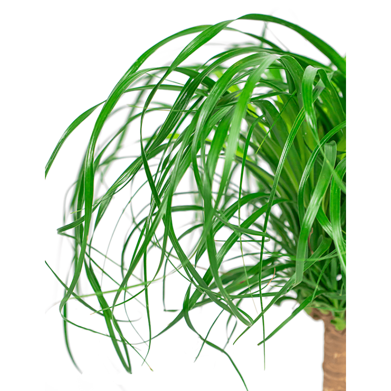 Beaucarnea recurvata 