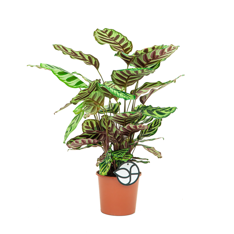 Calathea makoyana