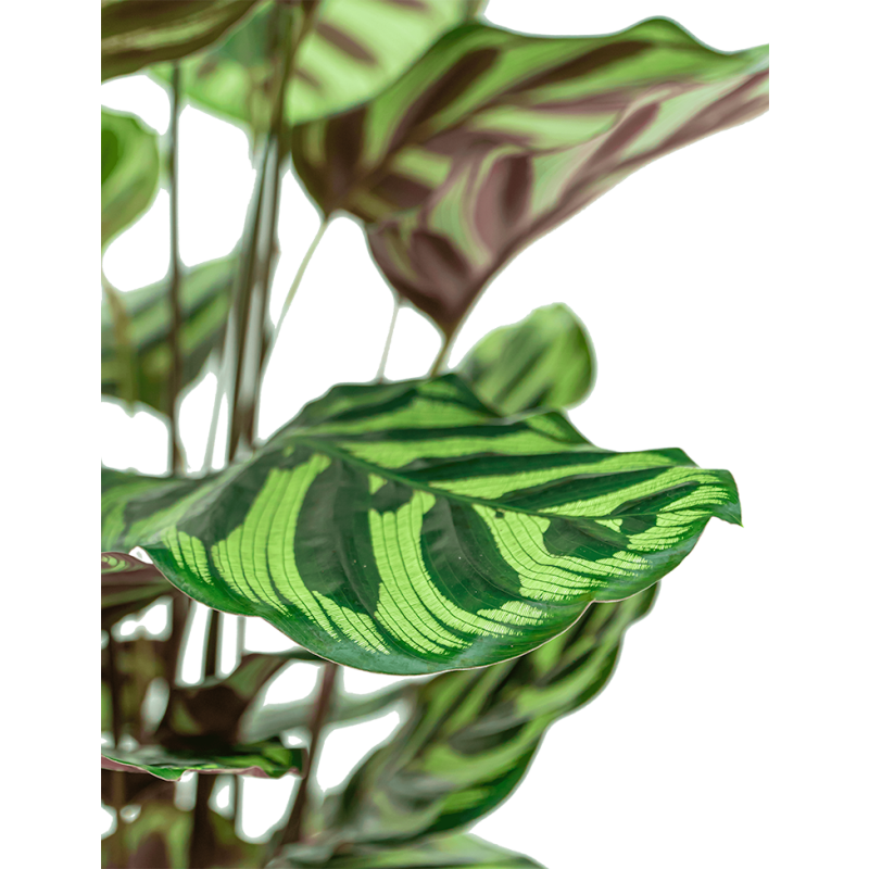 Calathea makoyana