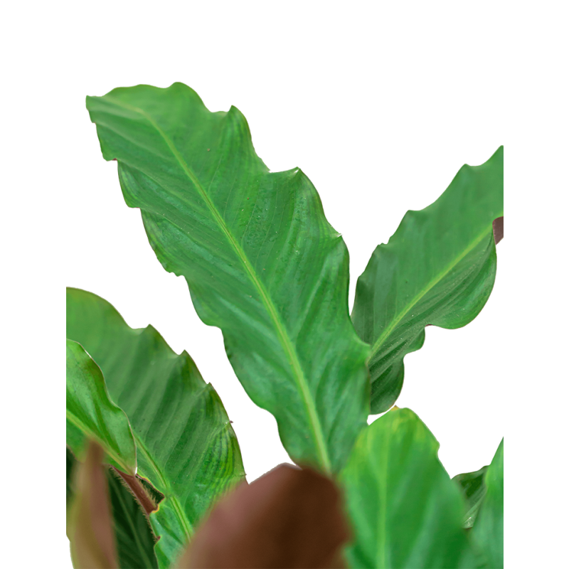 Calathea Wavestar