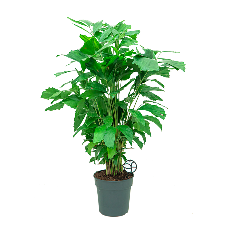 Caryota mitis 