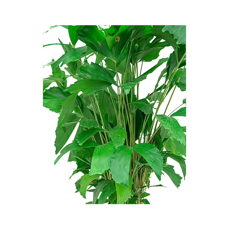 Caryota Mitis in Nature Egg Rib Planter Rib bruin