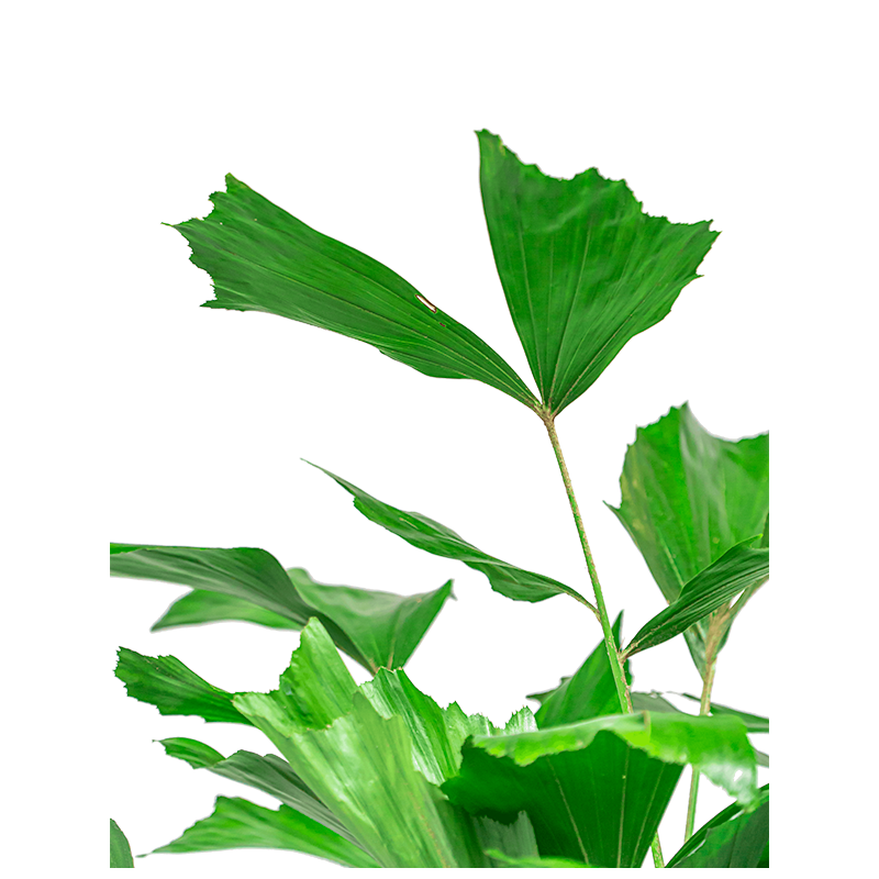 Caryota Mitis in Nature Egg Rib Planter Rib bruin