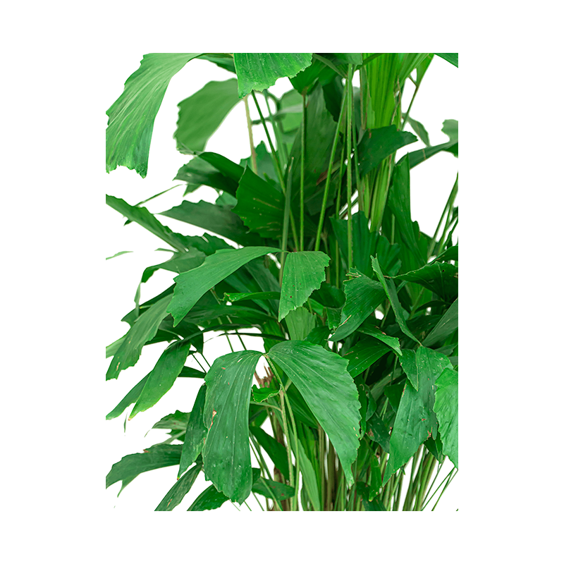 Caryota Mitis in Nature Egg Rib Planter Rib bruin