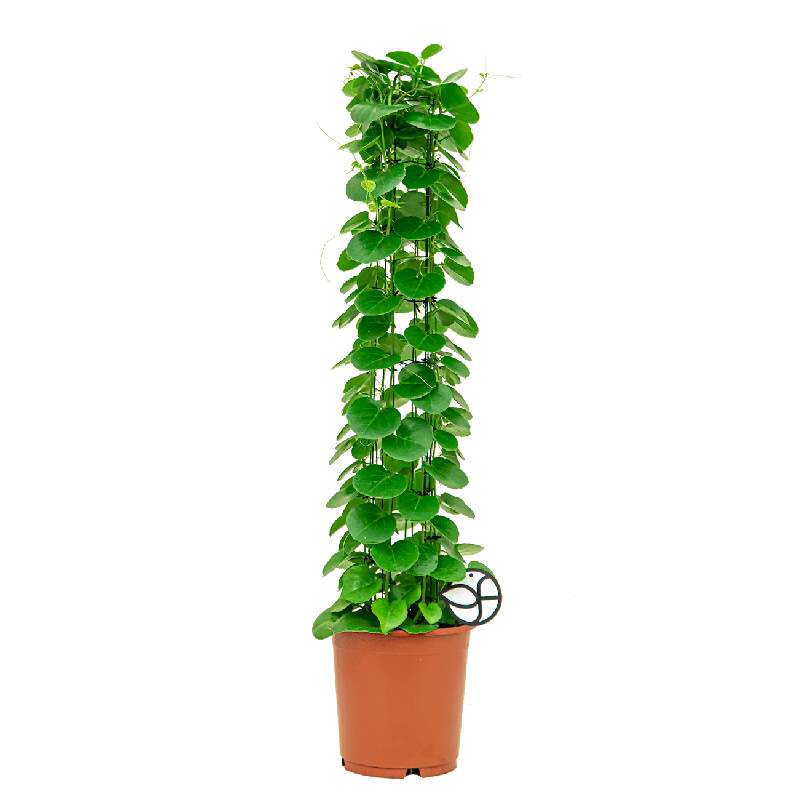 Cissus rotundifolia - draadzuil