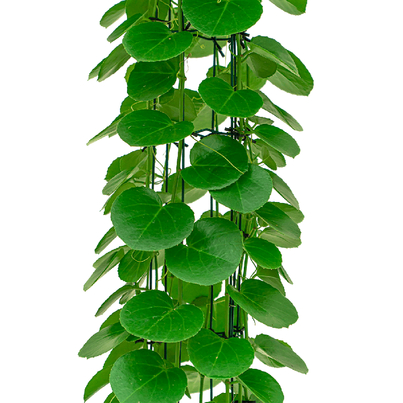 Cissus rotundifolia - draadzuil